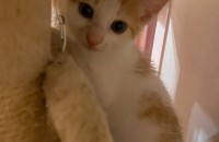 치즈태비코숏 2개월 수컷 애기 경기도부천 가정분양 보내요