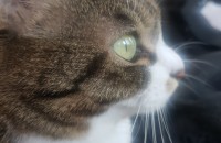 코숏 고등어태비 수컷 개냥이 무료분양합니다