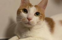 애교많은 개냥이 무료분양합니다