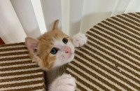 활발한 개냥이 코숏 치즈에용!