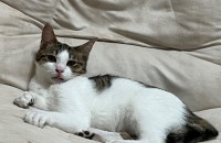 5개월 남아 무료분양합니다.