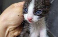 얼굴이이쁜 냥이 무료분양