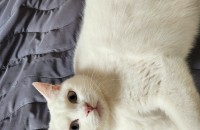 브리티쉬숏헤어 1살 암컷 분양해여