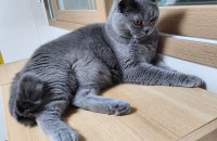 브리티쉬숏헤어 남아 1살 무료분양해여