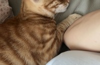 코리안로드캣 분양합니다