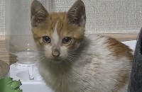 어미잃은 치즈테비 새끼고양이의 집사를 구합니다