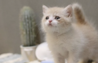 브리숏 여 아이