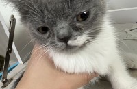 스코티쉬 남아 둘 입양 합니다