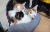 고양이.남아.여아.남매 분양보내요...