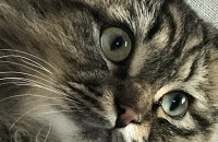 스코티쉬 성묘 분양 합니다