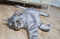 고양이(페르시안칠칠라,스코티쉬폴드)분양합니다