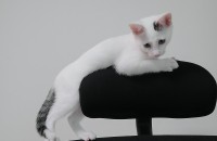 3개월 된 개냥이