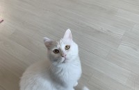 터키쉬앙모라 단모 성묘 분양합니다