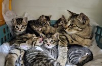 전북 익산 코숏 고양이 무료분양 합니다!