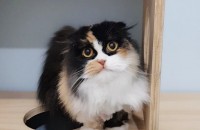 삼색먼치킨무료분양합니다