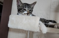 새끼 고양이 이쁘게 키워주실 분 찾아요