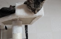 3개월된 아기 고양이 무료 분양합니다