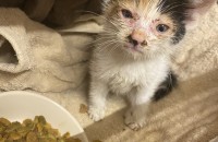 삼색 여아 3주 추정 입보 상태입니다