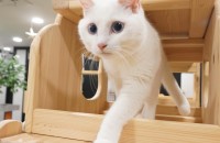 애교쟁이 개냥이 남매 입양해주실 분 찾습니다.