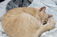 서울 1살 남아 중성화 유 3차 접종 유