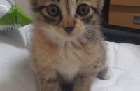 길에서 고양이 새끼를 데려왔는데 키워주실분 구합니다!