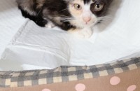 아기 고양이 분양합니다