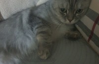 경기 평택 제발 부탁드려요 브리티쉬숏헤어