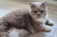 먼치킨 무료분양해요~
