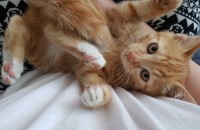 아기 고양이 분양합니당