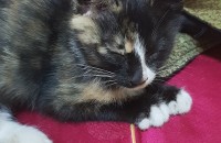 길냥이 삼색이입니다.