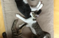 3개월된 아기냥이들 분양합니다