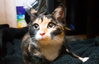 너무나 예쁜아이 거둬주세요