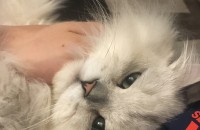 울산:페르시안 친칠라 남아 2살 분양합니다