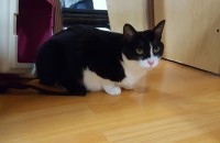 애교 많은 코숏 성묘 2마리 무료분양합니다..