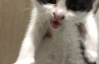 급하게 새끼고양이2마리 분양합니다~(대구)