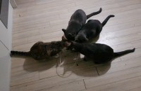 코숏과 러시안블루 분양합니다