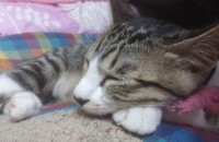 천안 고양이 입양