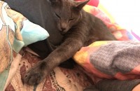 애교많은 러시안블루 7살