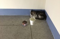 [무료]새끼 길냥이 무료 분양합니다(부산 해운대)