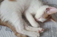 코리안 숏헤어 5~6개월 된 아이 분양합니다. 여수, 여천