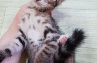 코숏 아기고양이 무료 분양 해드립니다.