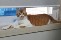 제가 군대를 가야해서 급하게 구해요 중성화 완료 코숏 1살