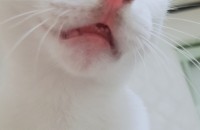 터키쉬앙고라 오드아이 남아 분양합니다. (중성화 0)