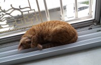 애교냥이 분양합니다~~ 10개월!