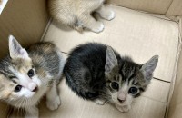 아기고양이 생후4주경과 분양합니다