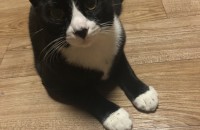 고양이 분양 보냅니다.