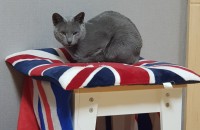 러시안블루 3살 분양