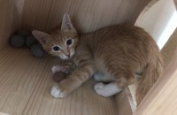 길양이구요  성격밝고 사람잘 따라요  수컷입니다