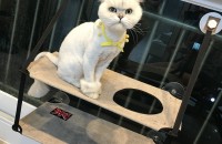 페르시안친칠라