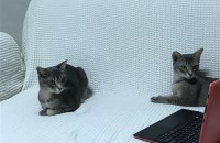 러시안블루+아비시니안 여아 2마리